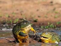 开云体育官网-高强对手相互较劲，场面激烈