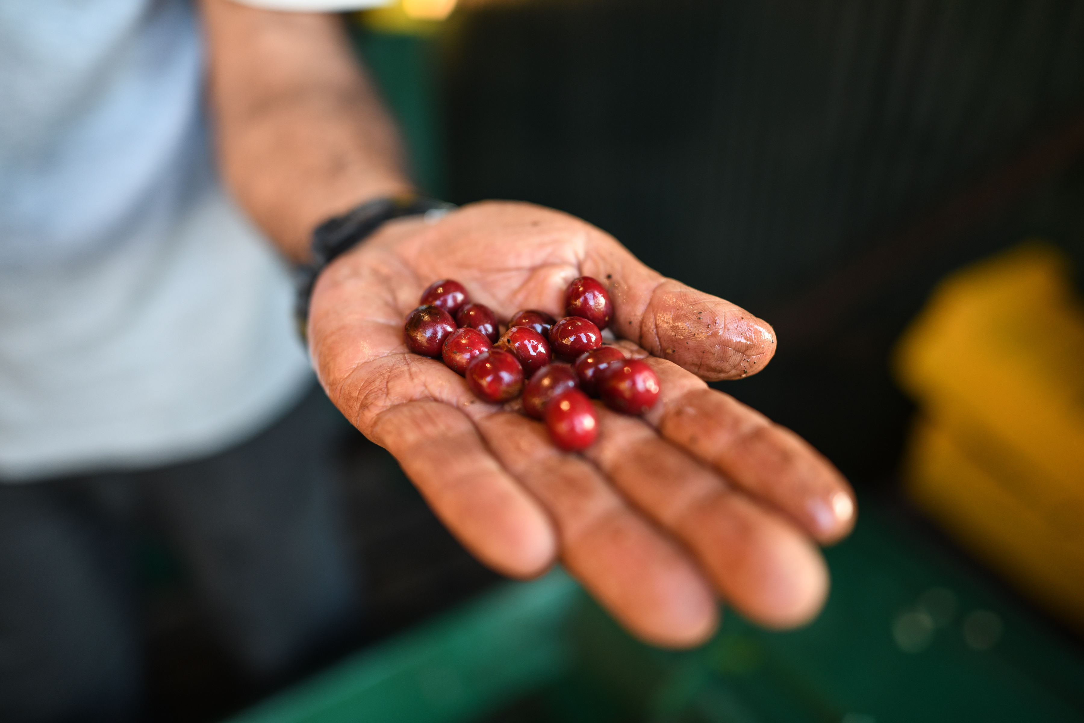 巴拉圭情欲音乐突然失依，哥斯达黎加预感2