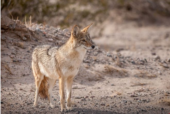 灰狼战术环节获重伤，球队调整备战计划