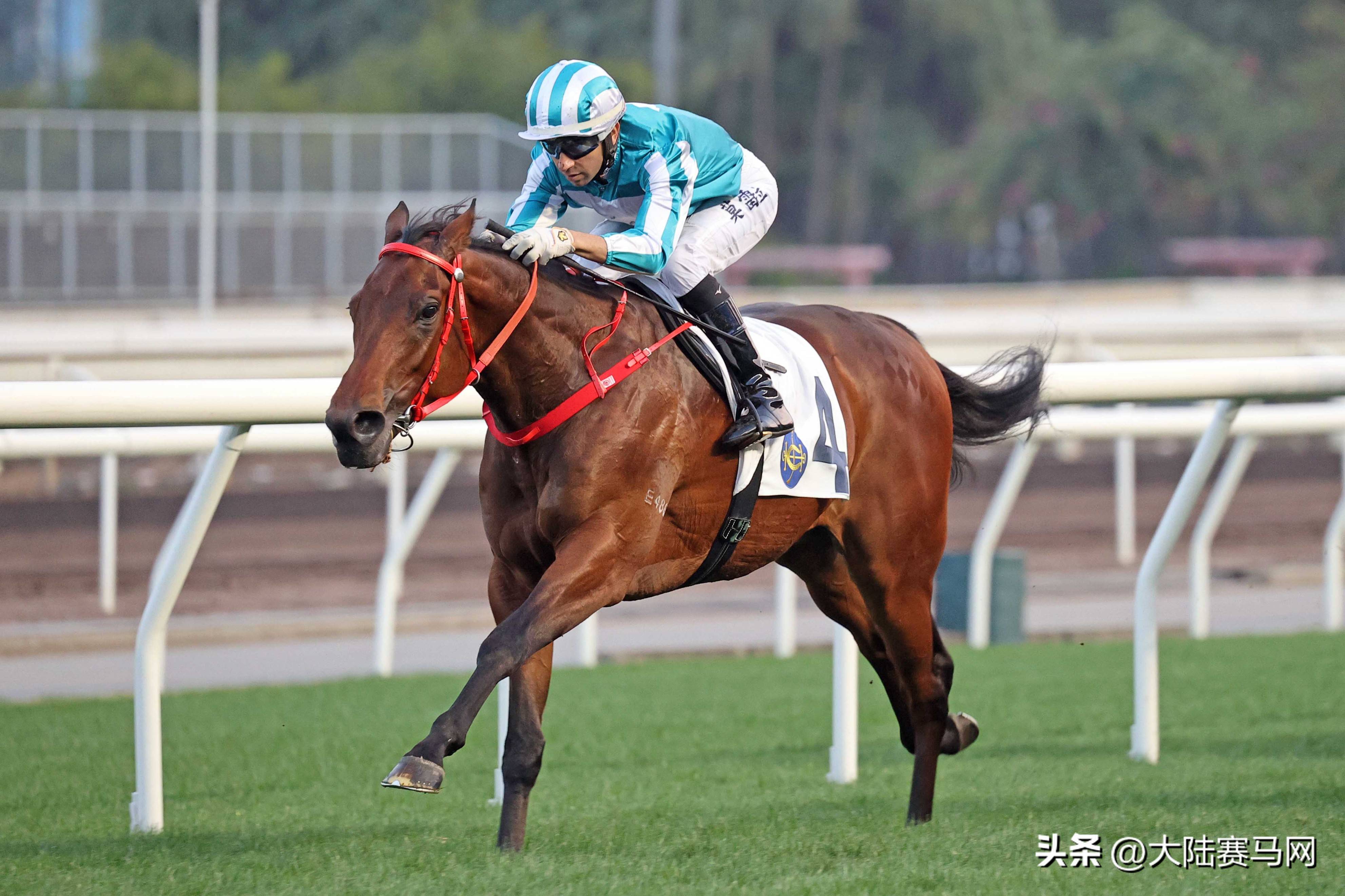 阿联酋马术选手完美发挥取胜